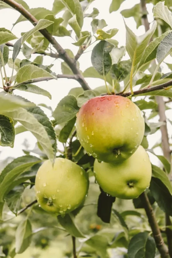 Vegan & Vitaminen? Dit is wat je moet weten!