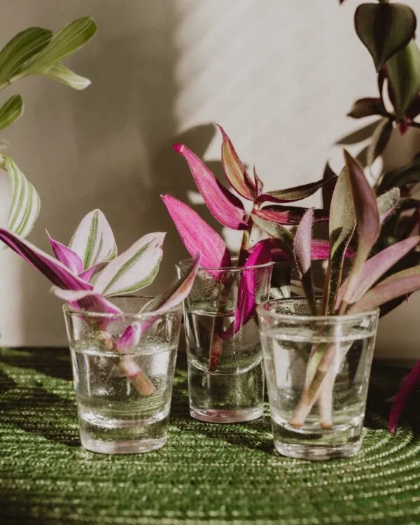 Stekjesruil: een feest voor groene vingers