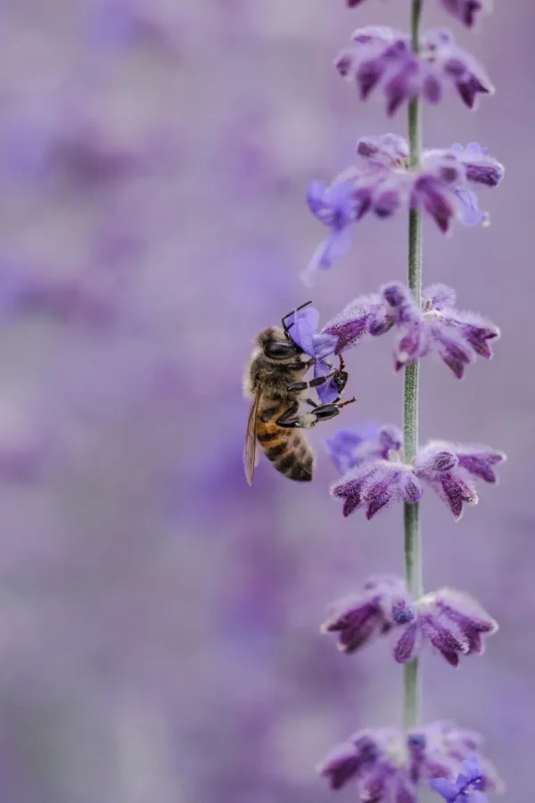 Een diervriendelijke tuin: Zo vergroot je de biodiversiteit