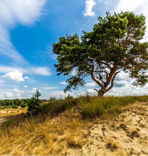 De mooiste wandelroutes in Nederland