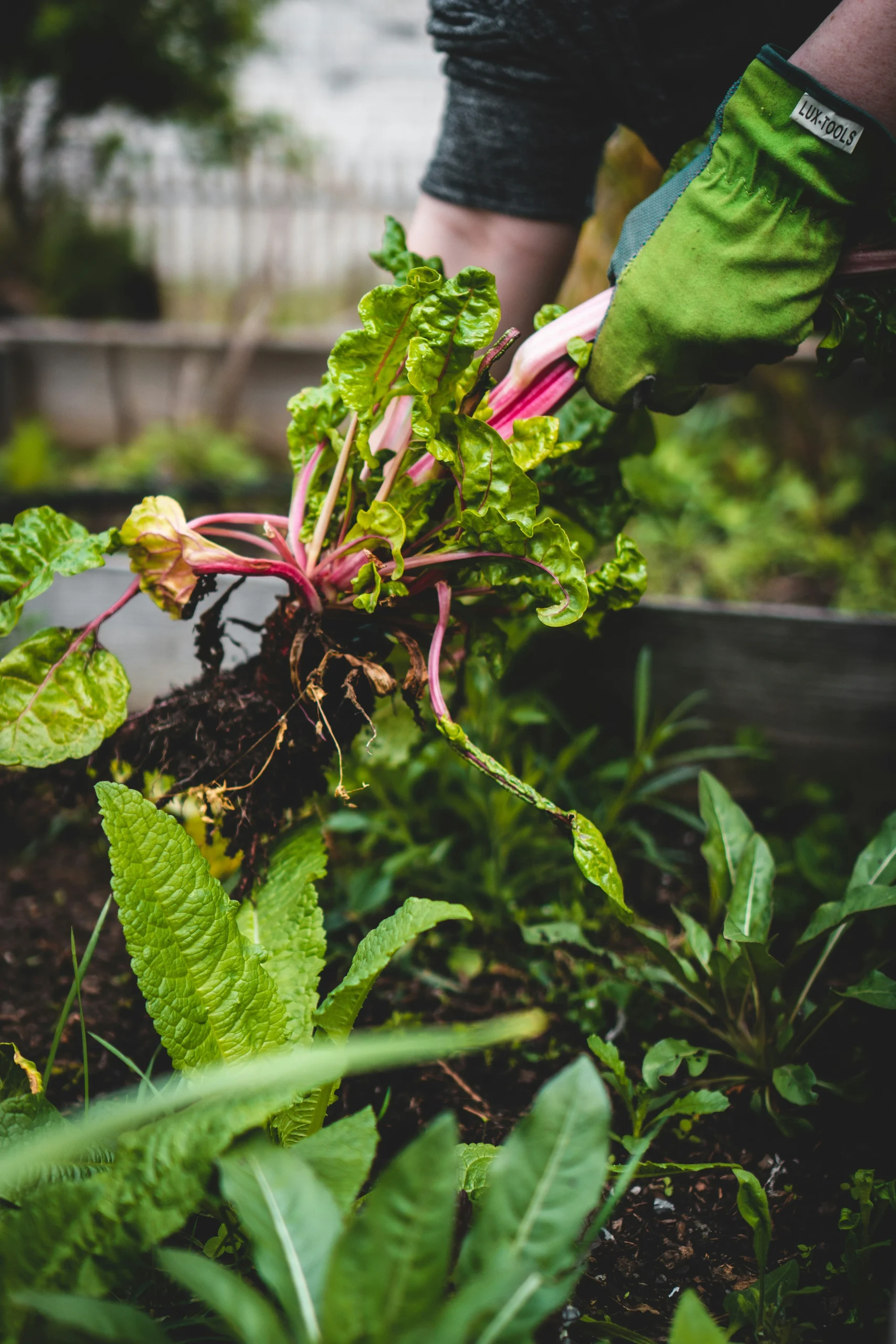 Moestuin