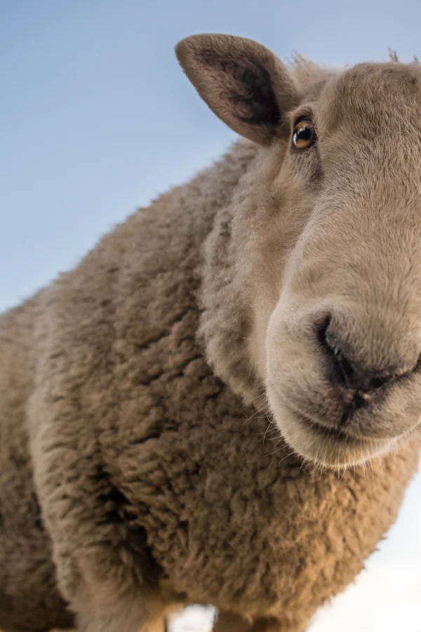 Positief klimaatnieuws