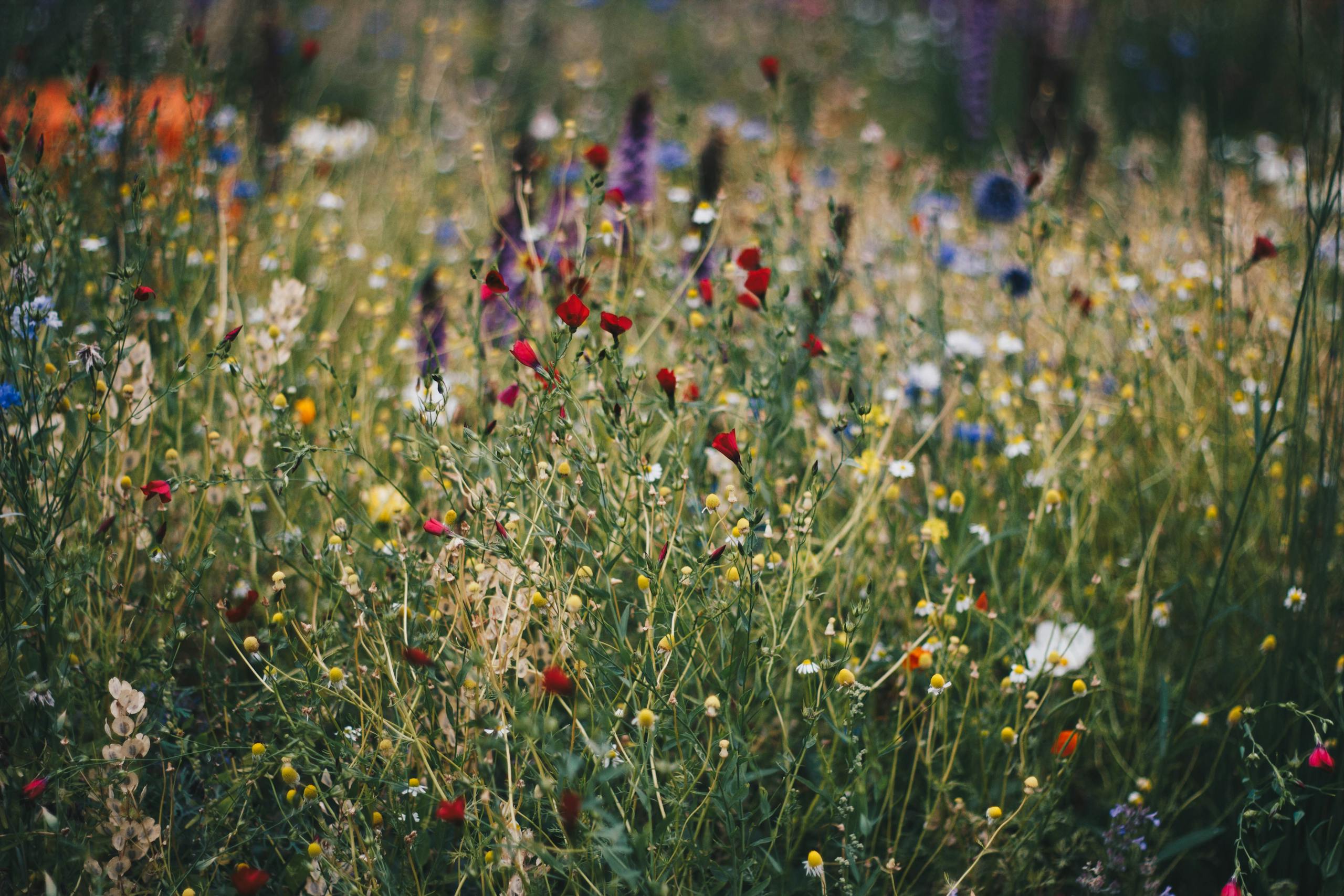 Blue, White and Red Poppy Flower Field