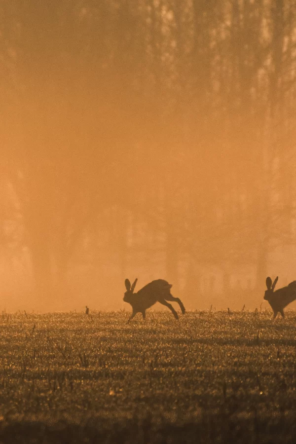 Hoe lopen de hazen