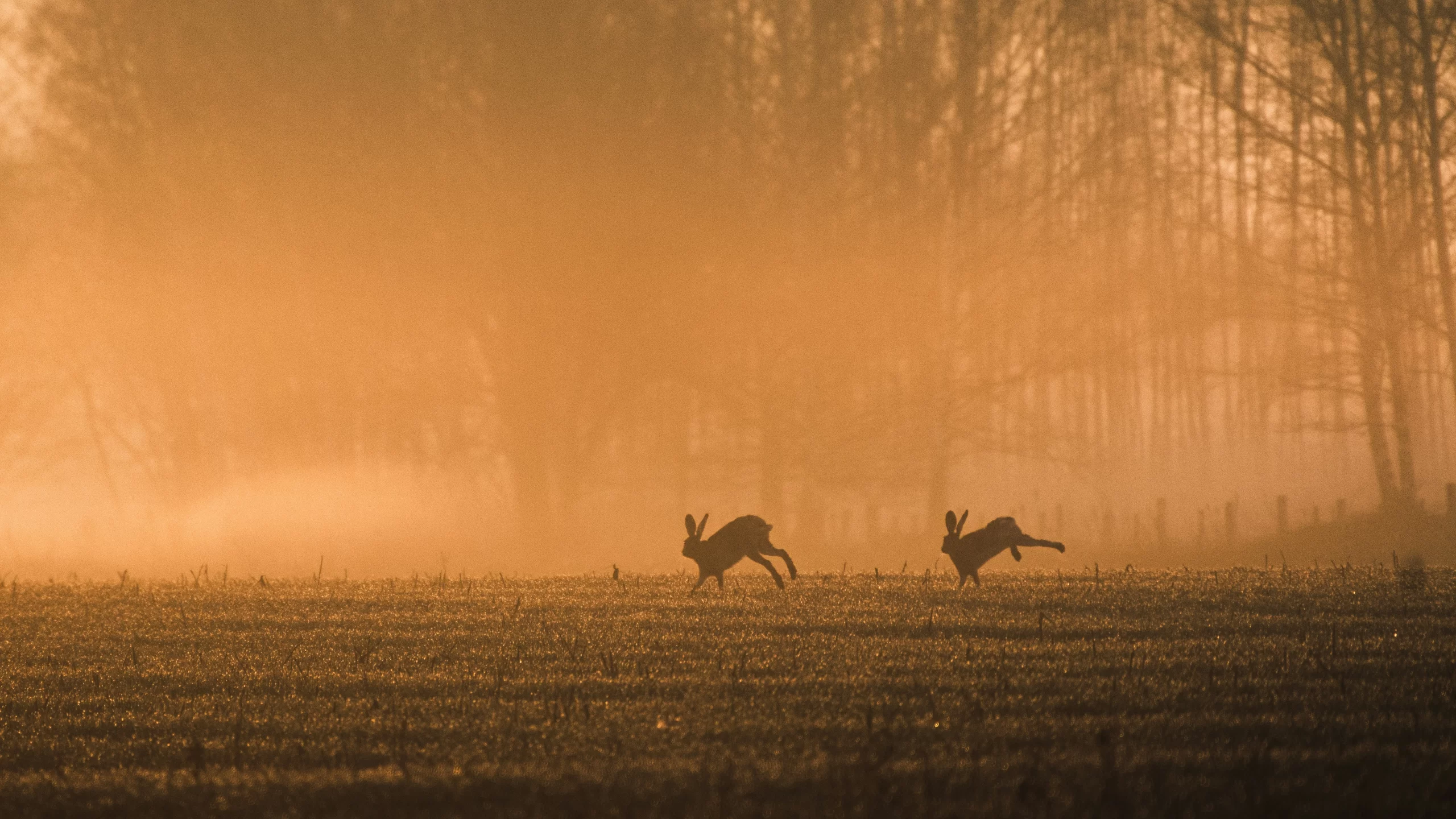 Hoe lopen de hazen