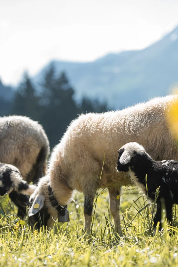 Een heerlijke lente in de Tiroler Zugspitz Arena