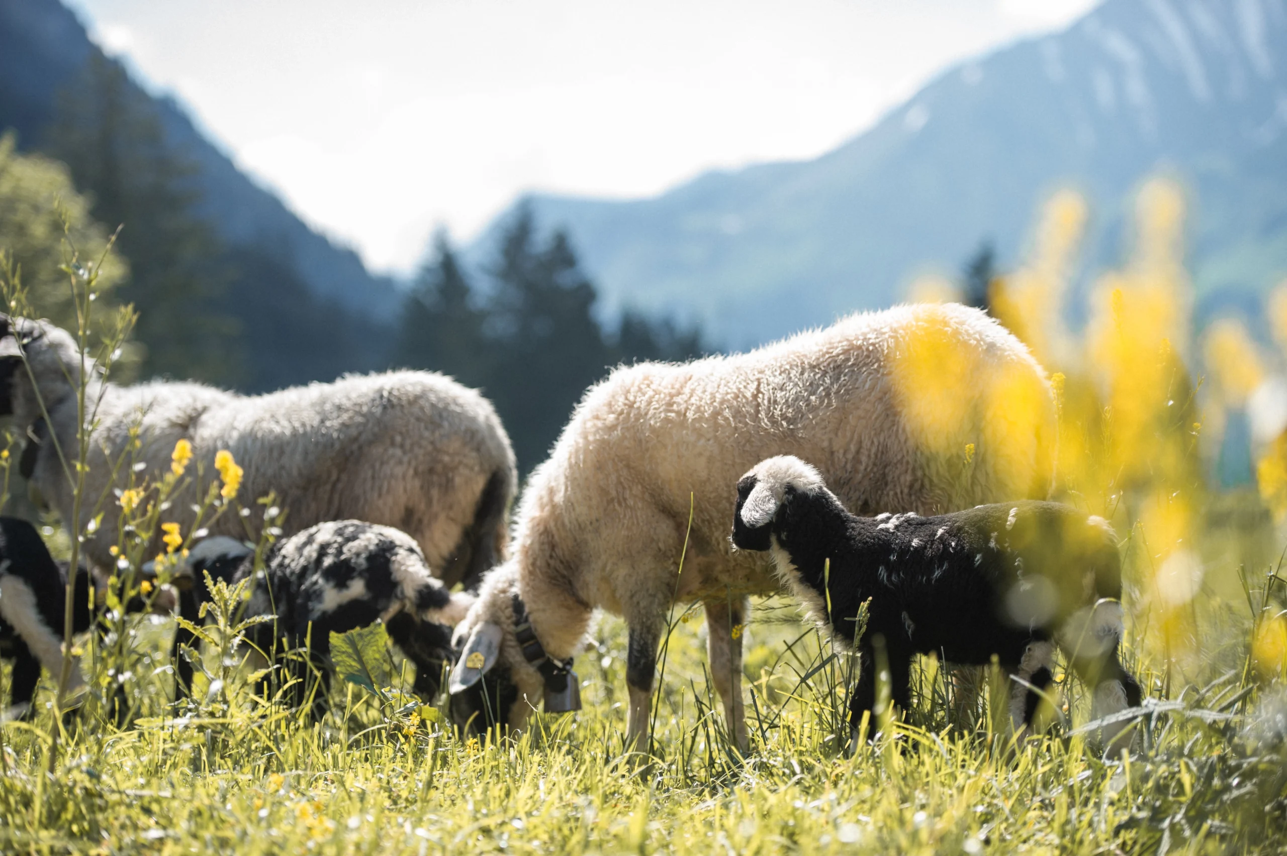 Een heerlijke lente in de Tiroler Zugspitz Arena